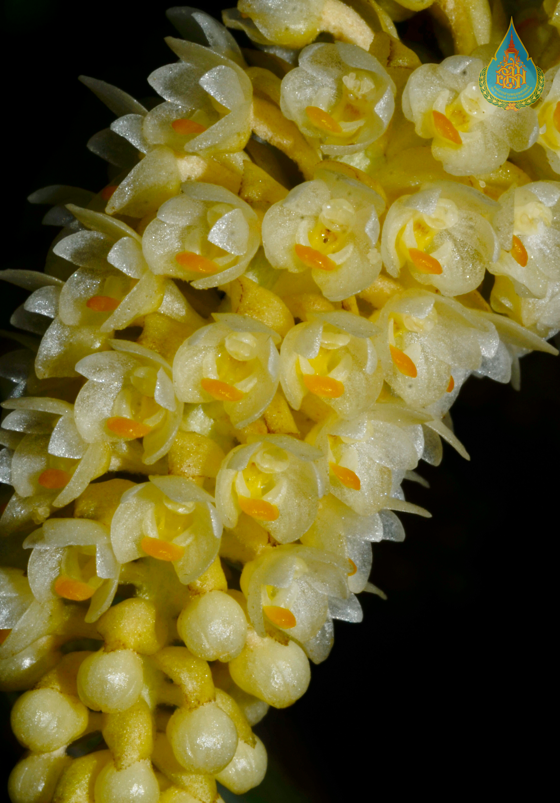 เอื้องช่อเงินยวง Pinalia globulifera (Seidenf.) A.N.Rao<br/>ORCHIDACEAE